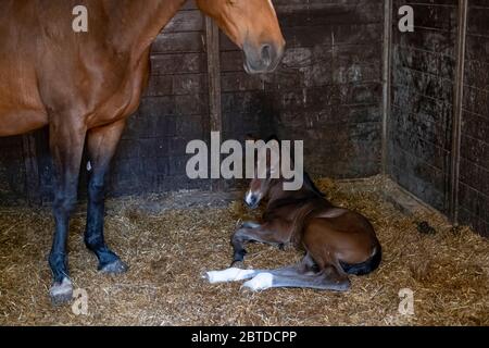 Ein braunes Stutenfohlen wird in einem Pferdehalb, Stall geboren und liegt im Stroh Stockfoto