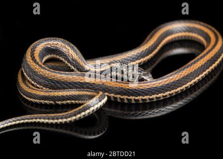 Der gestreifte Keelback, Xenochrophis vittatus, ist eine Schlangenart, die hauptsächlich in Indonesien auf schwarzem Hintergrund isoliert gefunden wird Stockfoto