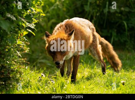 Ein wilder männlicher Rotfuchs (Vulpes vulpes), der Beute entlang des Feldrand in Warwickshire verfolgt Stockfoto