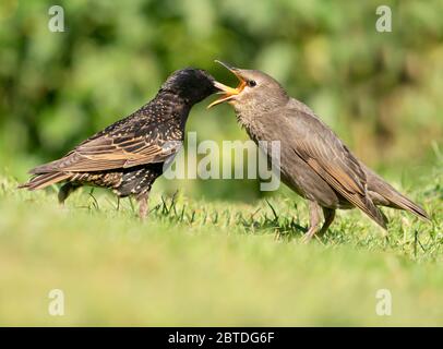 Der Erwachsene Starling (Sturnus vulgaris) füttert einen kürzlich ausgewachsenen Jungen, Warwickshire Stockfoto