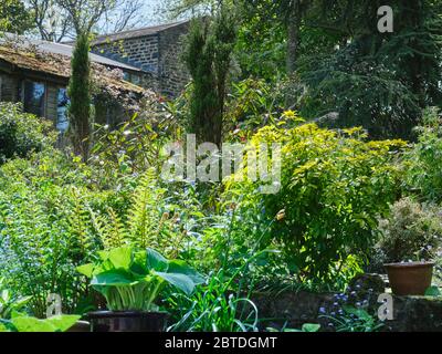Peat Lane, Bewerley, Harrogate, North Yorkshire, England, Großbritannien. 20/05/20. Garten und Bewässerung im Amateur-Kleinbauerngarten auf 900ft Stockfoto