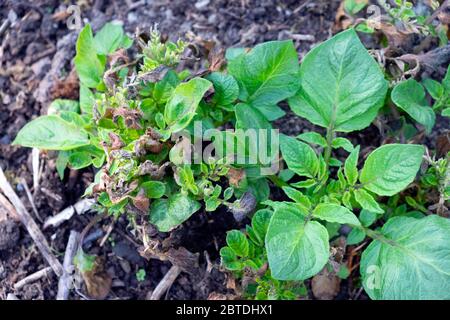 Frostschäden an Kartoffelpflanzen im späten Frühjahr Mai 2020 in einem Gemüsegarten Gemüse Grundstück in Carmarthenshire Wales UK KATHY DEWITT Stockfoto