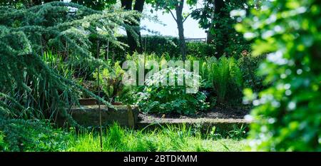 Peat Lane, Bewerley, Harrogate, North Yorkshire, England, Großbritannien. 20/05/20. Garten und Bewässerung im Amateur-Kleinbauerngarten auf 900ft Stockfoto