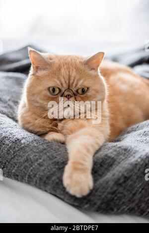 Lustige Ernste Exotische Kurzhaar Katze Auf Couch Legen Nahaufnahme Ansicht Stockfoto