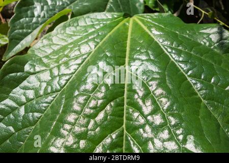 Die glänzende, wachsartige Kutikula an einer großen Boston Ivy Pflanze (Parthenocissus tricuspidata) Stockfoto