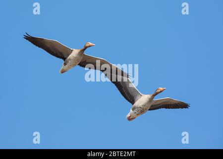 Graugans (Anser anser), zwei Graugans im Flug unter blauem Himmel, Blick von unten, Deutschland, Bayern, Isental Stockfoto