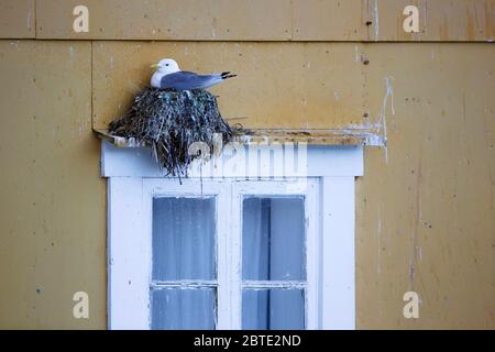 Schwarzbeinige Kätzchen (Rissa tridactyla, Larius tridactyla), Zucht an einer Fassade, Norwegen, Lofoten-Inseln, Nusfjord Stockfoto