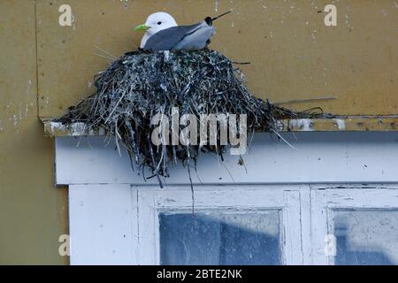 Schwarzbeinige Kätzchen (Rissa tridactyla, Larius tridactyla), Zucht bei Fassade, Norwegen, Lofoten Inseln, Nusfjord Stockfoto