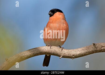 Gimpel, Eurasischer Gimpel, Nordgimpel (Pyrrhula pyrrhula), Männchen auf einem Ast, Belgien, Ardennen Stockfoto