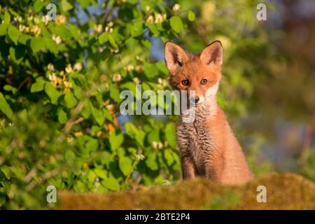 Rotfuchs (Vulpes vulpes), neugieriges Fuchsjunges, halblanges Porträt, Estland, Soomaa Nationalpark Stockfoto