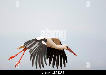 Weißstorch (Ciconia ciconia), im Flug, Spanien, Extremadura Stockfoto