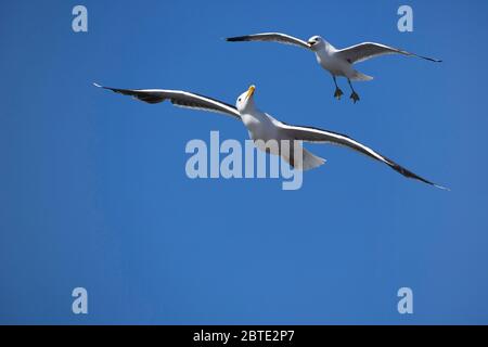 mew-Möwe (Larus canus), im Flug mit großer Schwarzrückenmöwe, Belgien, Westflandern Stockfoto