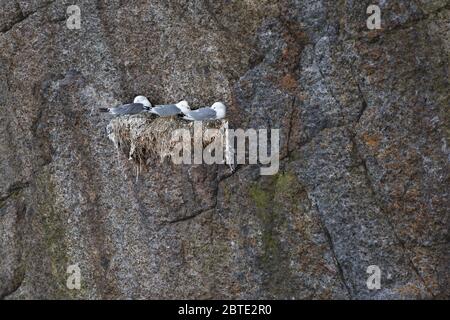 Schwarzbeinige-Kätzchen (Rissa tridactyla, Larius tridactyla), drei Brutkätzchen, Norwegen, Lofoten-Inseln, Nusfjord Stockfoto