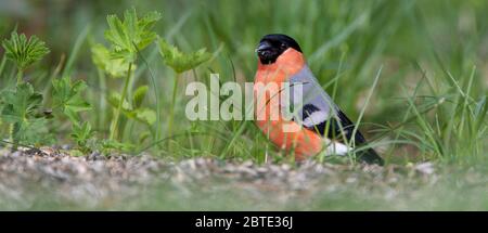 Gimpel, Eurasischer Gimpel, Nordgimpel (Pyrrhula pyrrhula), männliche Barsche am Boden, Belgien, Ardennen Stockfoto