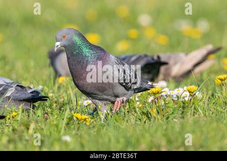 Haustaube, Wildtaube (Columba livia f. domestica), Männchen auf blühender Wiese, Seitenansicht, Deutschland, Bayern, Isental Stockfoto