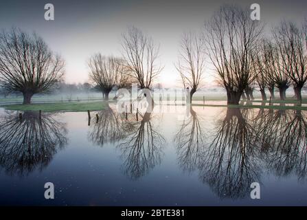 pollard Weiden in überschwemmten Bereich, Belgien, Westflandern, Waregem Stockfoto