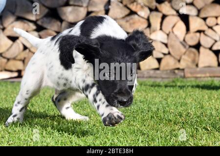 Großer Munsterlander (Canis lupus f. familiaris), sieben Wochen alter Welpe, der über eine Wiese läuft, im Hintergrund Feuerholz gestapelt, Deutschland Stockfoto