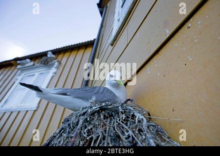 Schwarzbeinige Kätzchen (Rissa tridactyla, Larius tridactyla), Zucht bei Fassade, Norwegen, Lofoten Inseln, Nusfjord Stockfoto