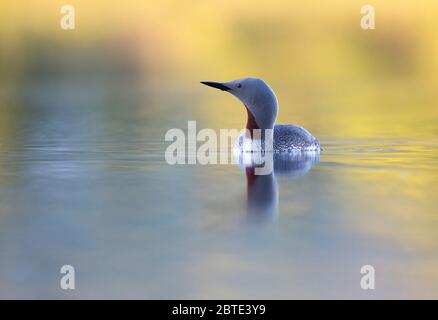 Rotkehltaucher (Gavia stellata), Schwimmen, Norwegen, Lofoten-Inseln Stockfoto