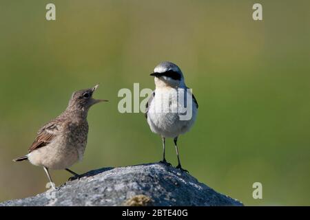 nördlicher Weizenkopf (Oenanthe oenanthe), Erwachsene und Jugendliche, Norwegen, Lofoten-Inseln Stockfoto