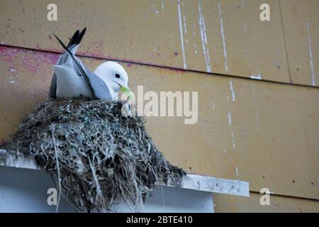 Schwarzbeinige Kätzchen (Rissa tridactyla, Larius tridactyla), Zucht bei Fassade, Norwegen, Lofoten Inseln, Nusfjord Stockfoto