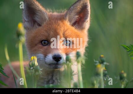 Rotfuchs (Vulpes vulpes), Porträt in einer Löwenzahn-Wiese, Fuchsjunge, Estland, Soomaa Nationalpark Stockfoto