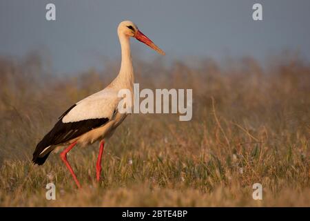 Weißstorch (Ciconia ciconia), Spaziergänge auf einer Wiese, Spanien, Extremadura Stockfoto