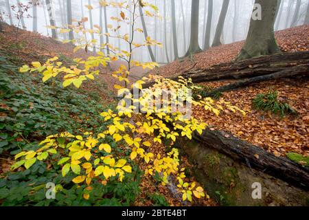 Buche (Fagus sylvatica), im nebligen Herbstwald, Belgien, Ardennen Stockfoto