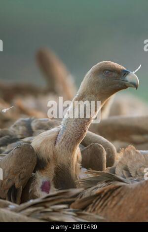 Griffon Geier (Gyps fulvus), Porträt, Spanien, Extremadura Stockfoto