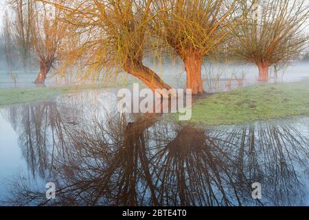 pollard Weiden in überschwemmten Bereich, Belgien, Westflandern, Waregem Stockfoto