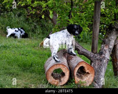 Großer Munsterlander (Canis lupus f. familiaris), sieben Wochen alter Welpe auf ausgehöhlten Baumstämmen, Deutschland Stockfoto