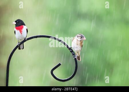 Rüde und Hündin Rose Breasted Grosbeak, Pheucticus ludovicianus, sitzend auf einem Futterstock während eines Frühlingsregens. Stockfoto