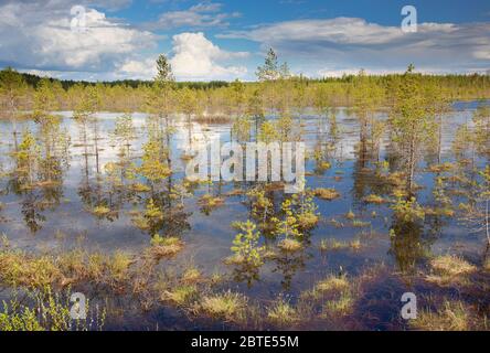 Moor in Finnland, Finnland, Kuusamo Stockfoto