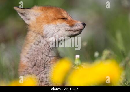 Rotfuchs (Vulpes vulpes), Fuchsjunge, die mit geschlossenen Augen auf einer Löwenzahn-Wiese sitzen, Porträt, Estland, Soomaa Nationalpark Stockfoto