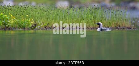 Pazifische Taucher (Gavia pacifica), schwimmt in der Nähe der Küste, Norwegen, Lofoten-Inseln Stockfoto
