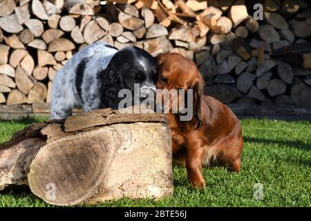 Langhaariger Dachshund, langhaariger Wursthund, Haushund (Canis lupus f. familiaris), sieben Wochen alter Welpe und ein langhaariger Dackel, der Leberwurst aus totem Holz auf einer Wiese zusammen leckt, im Hintergrund gestapeltes Feuerholz, Deutschland Stockfoto