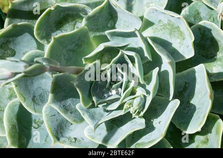 Echeveria secunda Crassulaceae Pflanze. Grauenhaftes Echeveria Stockfoto