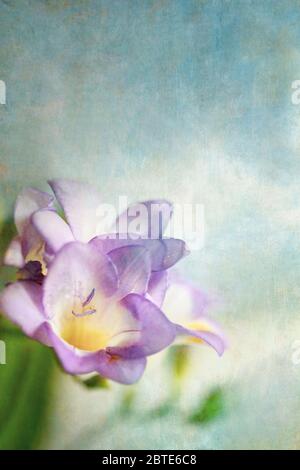 Schöne pastelllila Freesia vor einem weichen blau strukturierten Hintergrund Stockfoto