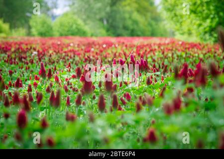Purpur-Klee (Trifolium Incarnatum) Stockfoto