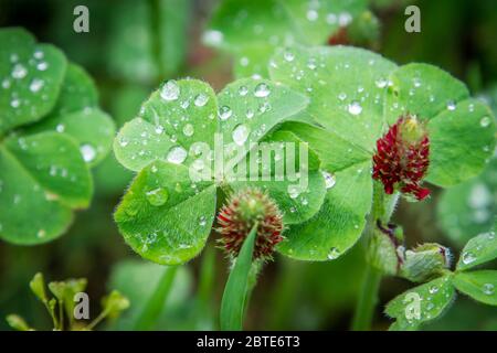 Vierblättriger Klee, purpurroter Klee (Trifolium incarnatum) Stockfoto