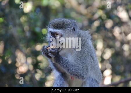 Ein schöner Vervet-Affe isst Früchte. In Monkeyland, einem frei umherziehende Primatenschutzgebiet in der Nähe von Plettenberg Bay, Garden Route, Südafrika, Afrika. Stockfoto