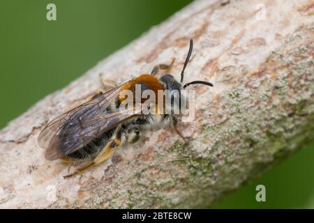 Rotschopfige Sandbiene, Rotfransige Sandbiene, Rotschwanz-Sandbiene, Sand-Biene, Sandbiene, Wildbiene, Weibchen, Andrena haemorrhoe, syn. Andrena albi Stockfoto