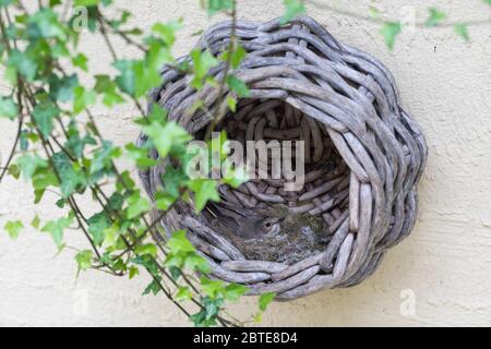 Grauschnäpper, Grau-Schnäpper brütet in einem alten Korb am Haus, Nest, Muscicapa striata, Spotted Flycatcher, Le Gobemouche gris Stockfoto