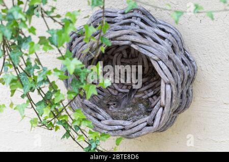 Grauschnäpper, Grau-Schnäpper brütet in einem alten Korb am Haus, Nest, Muscicapa striata, Spotted Flycatcher, Le Gobemouche gris Stockfoto