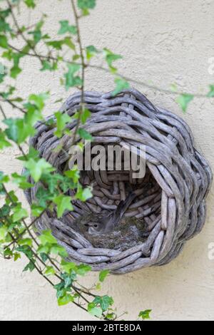 Grauschnäpper, Grau-Schnäpper brütet in einem alten Korb am Haus, Nest, Muscicapa striata, Spotted Flycatcher, Le Gobemouche gris Stockfoto