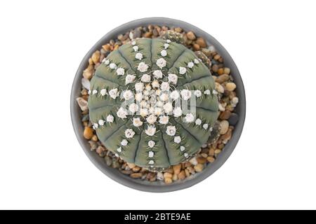 Isoliert Bild von oben Weiße Blumen von grünen Castas in Töpfen auf weißem Hintergrund mit Clipping-Pfad. Stockfoto