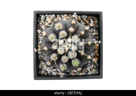Isoliert Bild von oben Weiße Blumen von braunen Castas in Töpfen auf weißem Hintergrund mit Beschneidungspfad. Stockfoto