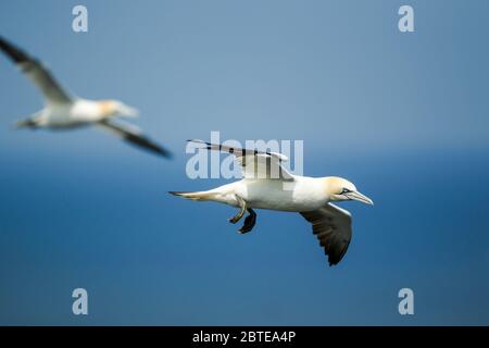 Zwei nördliche Tölpel, Morus bassanus, mit Flügeln, die gegen den blauen Himmel im Naturschutzgebiet Bempton Cliffs RSPB geöffnet sind Stockfoto