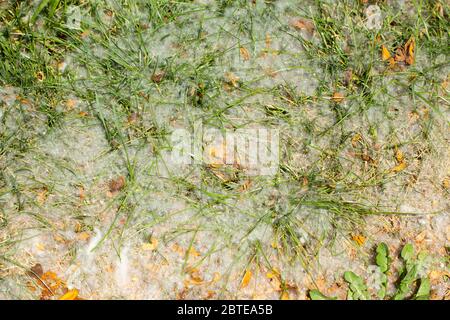 Weiße Pappelflocken, die im Gras liegen Stockfoto