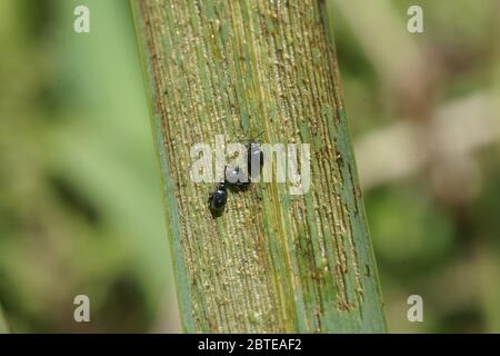 Aphthona nonstriata (Iris Flea Beetle) Stockfoto